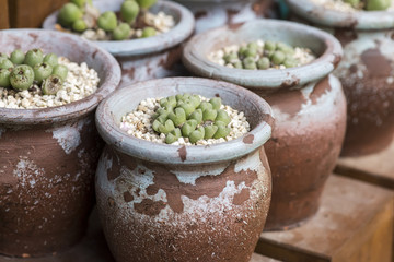  Miniature succulent plants in garden