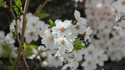 Cherry blossoms