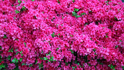 Obraz premium Azalea blossoms