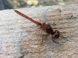 Dragonfly insect