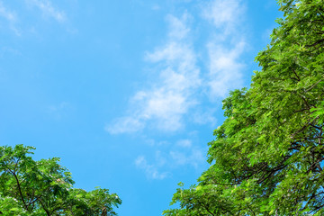 A Top of green tree with cloudy and blue sky background.