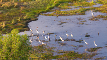 Native Companions in Wetlands near Walcott Inlet in the Kimberley Region of Western Australia