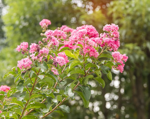 crepe myrtle flowers