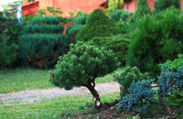 Fototapeta na wymiar A small ornamental trimmed pine in the home garden. The concept of landscape design. Topiary.