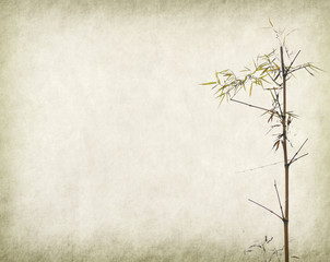 bamboo on old grunge paper texture background
