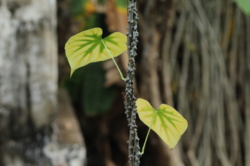 two leaves