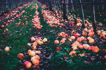 Apple orchard in autumn, winter season. many rotten old apples on the ground. dramatic photography effect.