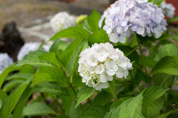 bigleaf hydrangea