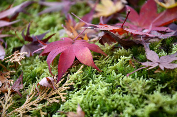 苔と落ち葉