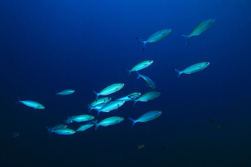 Sardines fish underwater 