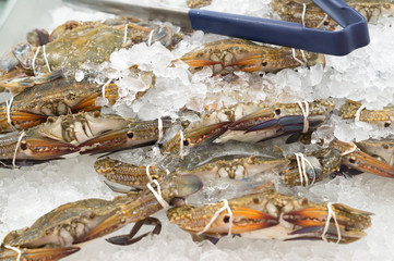 Horse crabs frozen in ice on sale in supermarket