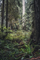 Fototapeta na wymiar The Giant Redwoods