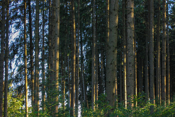 forest pine trees at summer evening