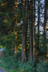 forest pine trees at summer evening