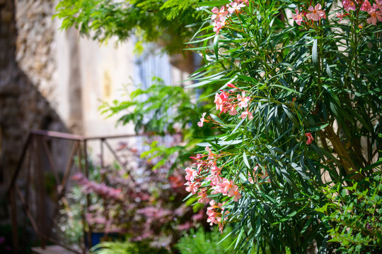 On the streets of a medieval village Gorbio. French Riviera. Cote d'Azur.