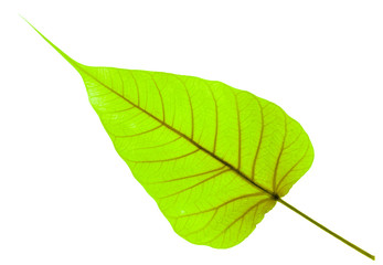 Obraz premium feuille de bodhi, figuier des pagodes 