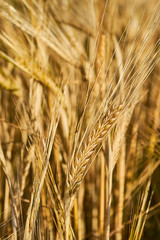 Golden ears of wheat