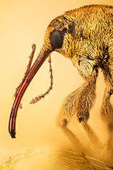 Acorn Weevil, Curculio glandium, Nut Weevil , Curculio nucum © Maciej Olszewski