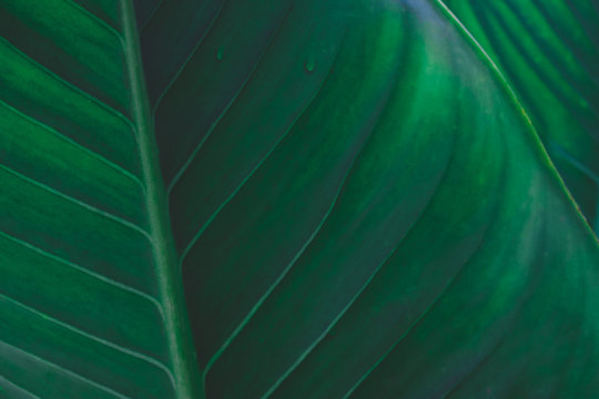 Fototapeta Large foliage of tropical leaf with dark green texture,  abstract nature background.