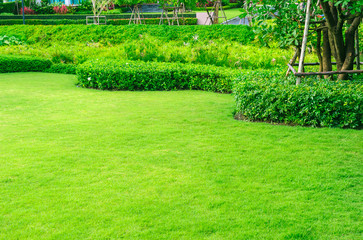 Green lawn, The front lawn for background, Garden landscape design.