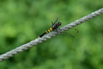 Dragonfly / Orthetrum triangulare melania / Female 