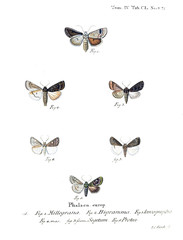 Illustration of butterflies