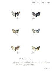 Illustration of butterflies