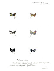Illustration of butterflies