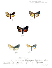 Illustration of butterflies