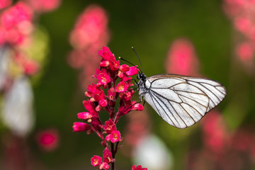 Butterflie with white wings are sitting on the stem of a plant © Dobrydnev