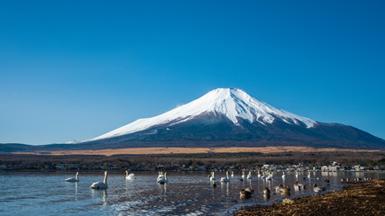 Fototapeta na wymiar Serene Lake Fuji Mountain
