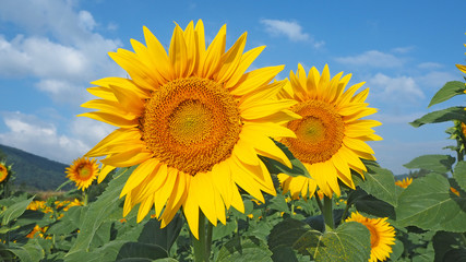 Yellow sunflowers. Wonderful rural landscape of sunflower field in sunny day