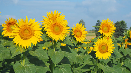 Yellow sunflowers. Wonderful rural landscape of sunflower field in sunny day