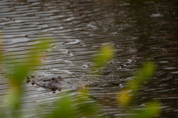 Alligator Swimming towards you