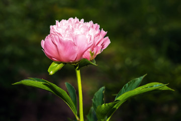 Blossoming red peony flower close-up