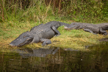 sleeping alligator on Land