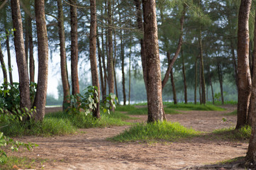 pine trees and sand beach