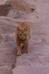 Katze in Petra