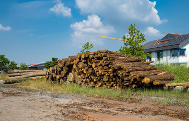 Holzstämme
