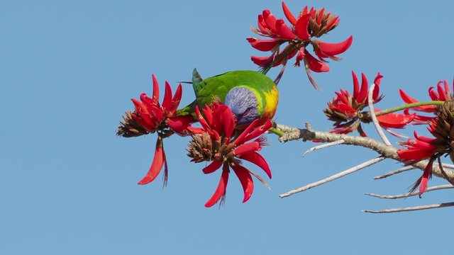 A Rainbow Lorikeet (Trichoglossus haematodus) - a colourful, medium-sized Australian parrot - feeding on the flowers of a Coral Tree (Erythrina sykesii) in Perth, Western Australia.