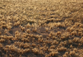 Desert Grass
