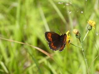 bull eye buttrfly orange brown