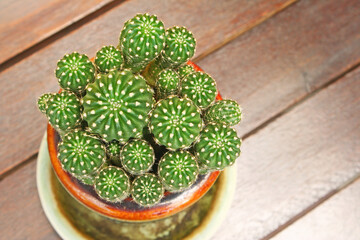 Echinopsis cactus in poton wood table top view background