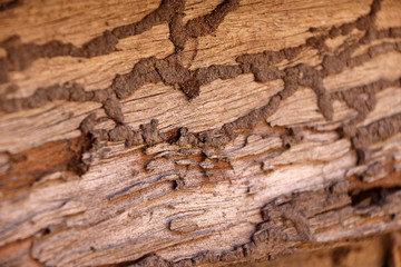 The soil passage of termites on the old wood of wooden house wall.