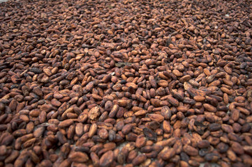 cocoa beans