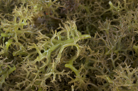 seaweed,red algae,algae,carrageenan,green,spinosum