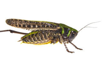 locust isolated on white background