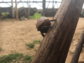Hermit crab on stick