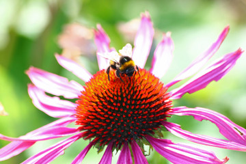 Purpur-Sonnenhut mit Hummel