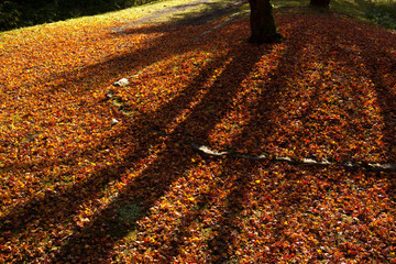 紅葉の岩屋公園